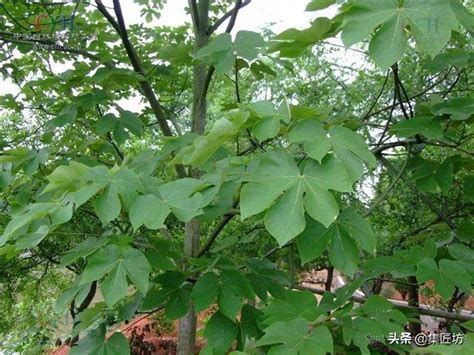 梧桐樹 鳳凰|「鳳棲梧」，鳳凰所棲的梧桐，才是真正的梧桐